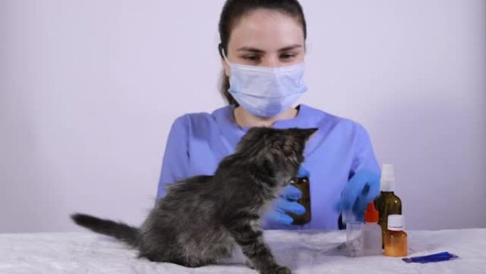 穿着蓝色制服的兽医在小猫的枯萎上挤压寄生虫喷雾。