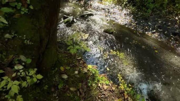 山谷中的自来水山泉森林溪流纯净水源