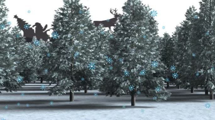 冬景中的杉树动画