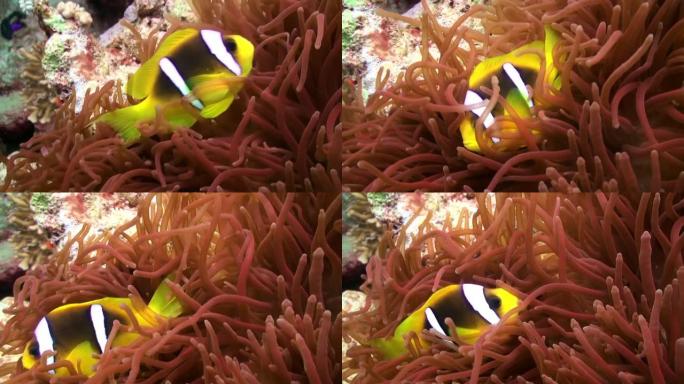 橙色小丑鱼在礁石上的海葵中游泳。