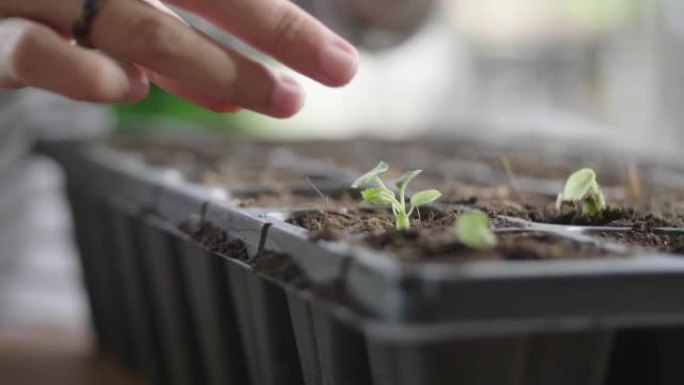 年轻的亚洲女性种植glanting繁殖。