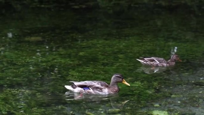 两只鸭子在清澈的湖水中游泳