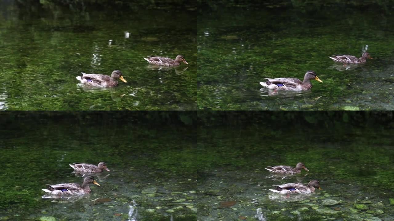 两只鸭子在清澈的湖水中游泳