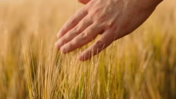 人的手在麦田里摸一只金色的麦穗。年轻的雄性手穿过麦田。日落时男孩的手触摸小麦。慢动作