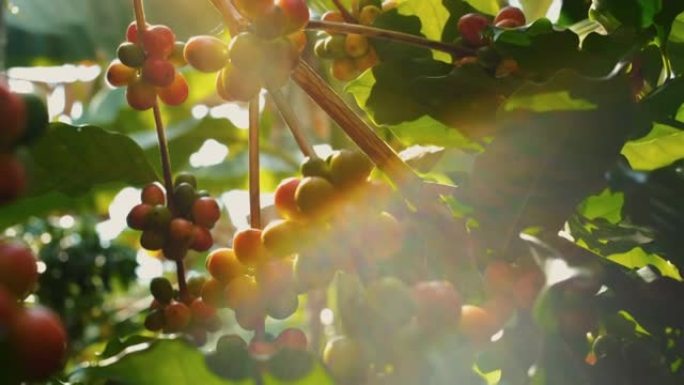 阿拉比卡咖啡豆樱桃在泰国咖啡种植园的分支中成熟