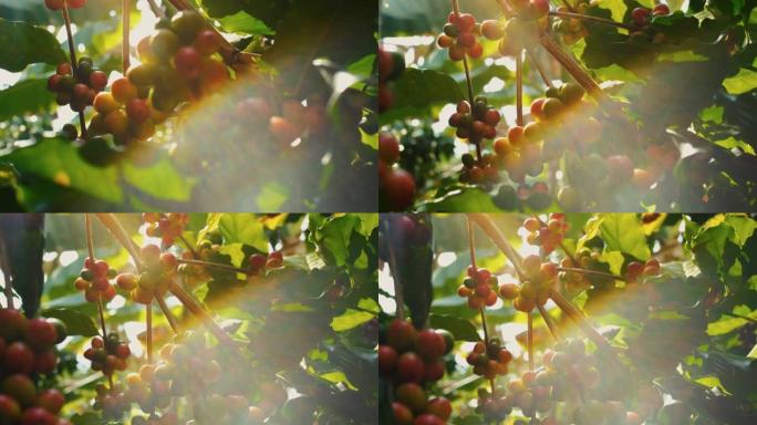 阿拉比卡咖啡豆樱桃在泰国咖啡种植园的分支中成熟