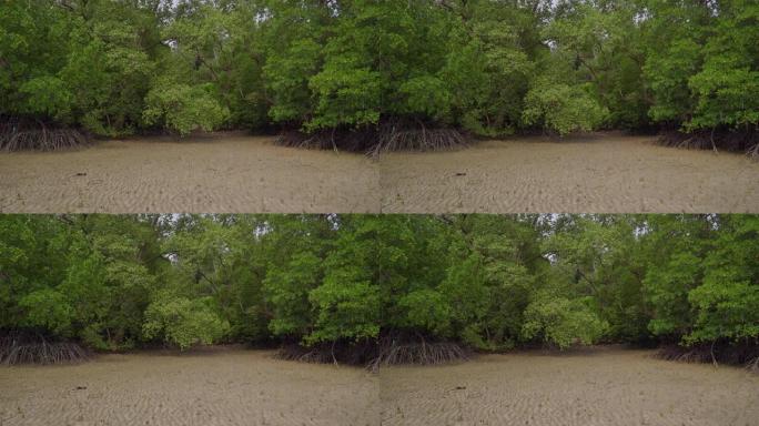 马来西亚Endau低潮水滩的热带红树林树木，根，气胸和气生根