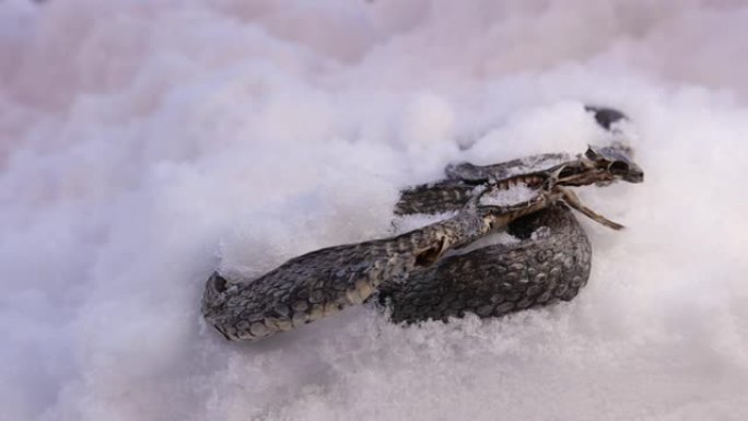 融化了一些雪后出现了一条死蛇。
水蛇未能冬眠。
冬季爬行动物的痛苦。
土耳其的埃尔祖鲁姆。
动物，动