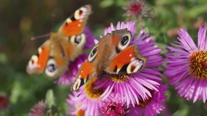 蝴蝶孔雀眼 (lat。Aglais io) 从花朵中收集花蜜