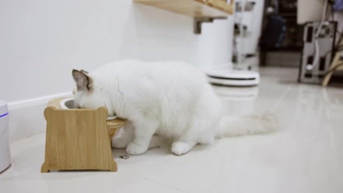 饥饿的白色布娃娃猫喜欢在家吃白碗食物。