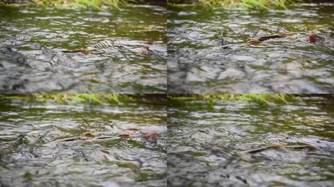 关闭水面上的鳟鱼鳍