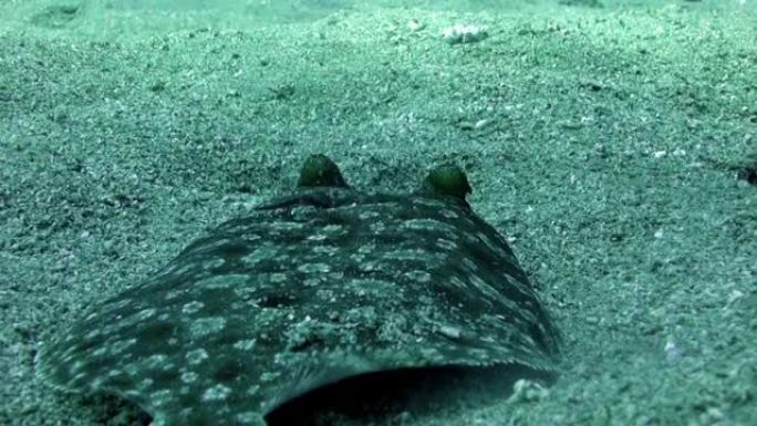 关于大西洋火山起源沙底水下比目鱼的宏观视频。