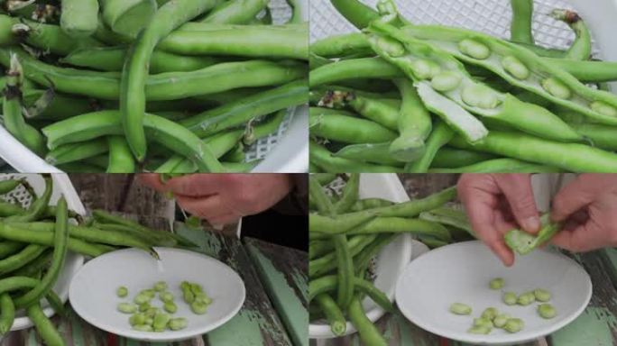 视频拼贴画的手从豆荚中剥下新鲜的蚕豆并将其放入厨房的盘子中