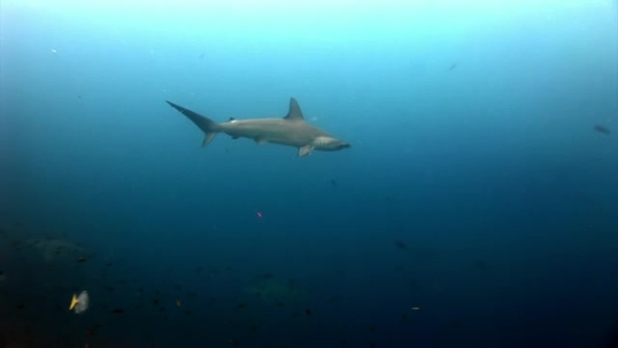 锤头鲨锤捕食者水下寻找海底食物。