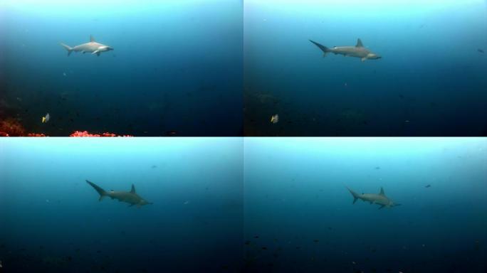 锤头鲨锤捕食者水下寻找海底食物。