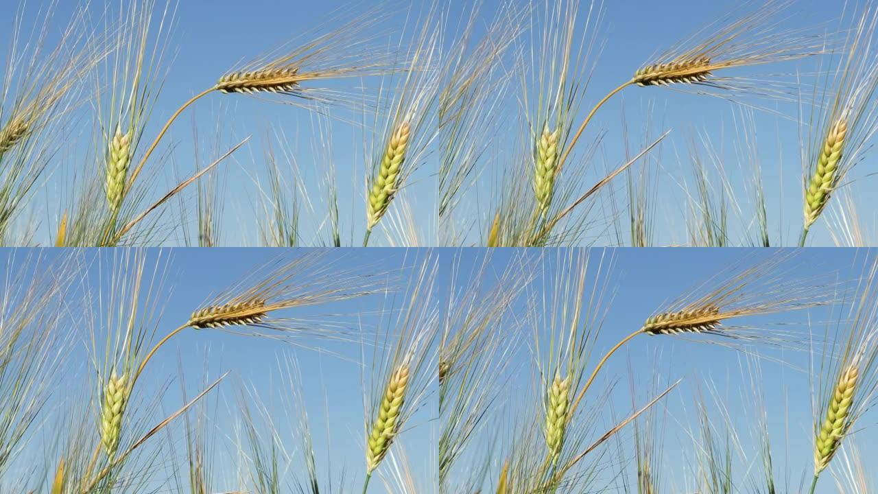 夏季收获小麦。田野上成熟麦子的金穗。