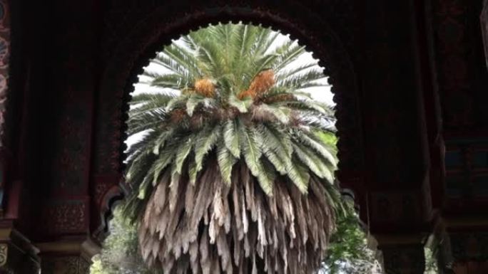 棕榈树在摩尔式亭子的内部拱门之间缩放