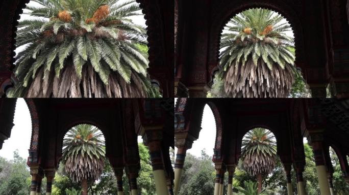 棕榈树在摩尔式亭子的内部拱门之间缩放