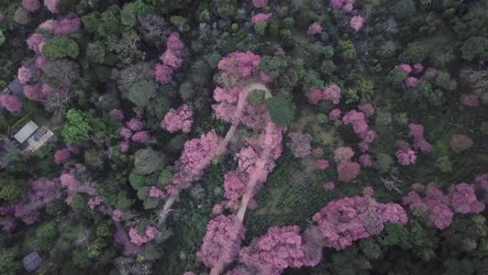 空中无人机在泰国清迈拍摄粉红樱花土路