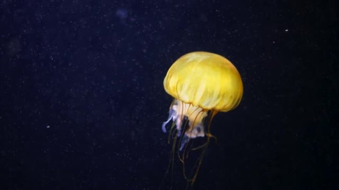 海北部小荨麻水母在西海岸黑暗的海水中游泳。菊花的惊人的自然背景，也被称为橙色美杜莎。平静美丽的水下镜