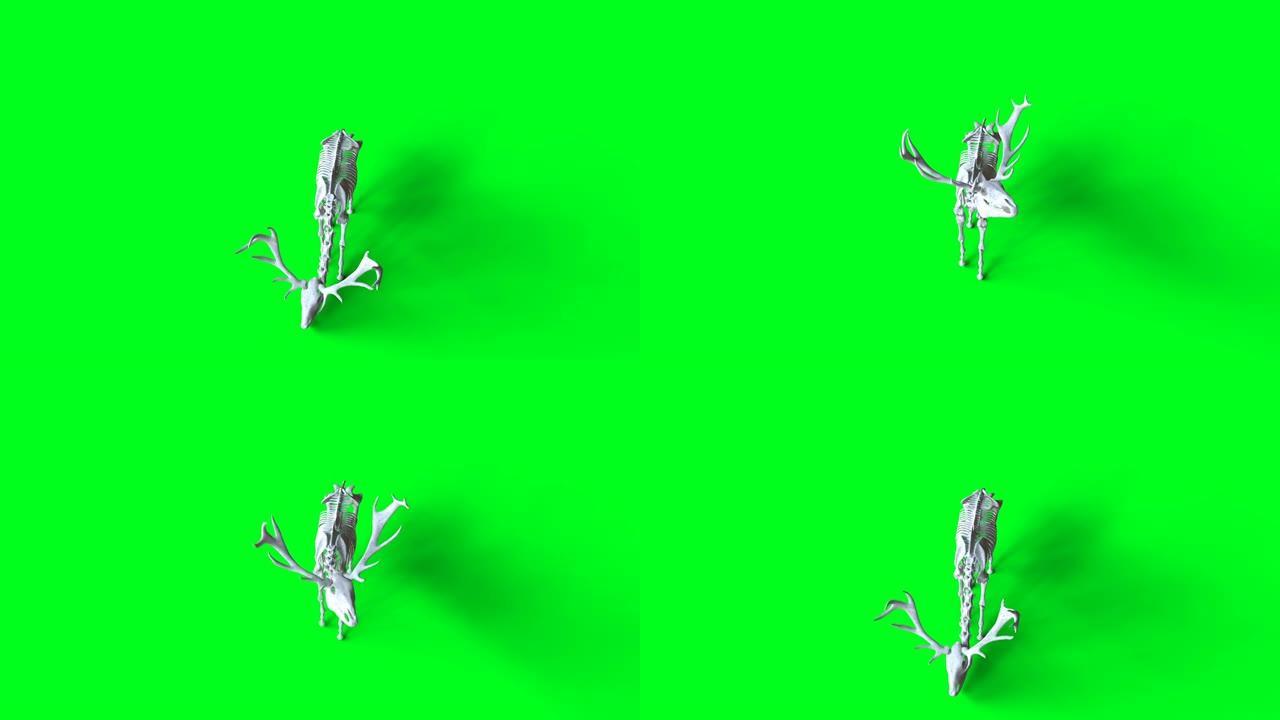 绿屏上的骷髅鹿动画。隔离。逼真的4k动画。