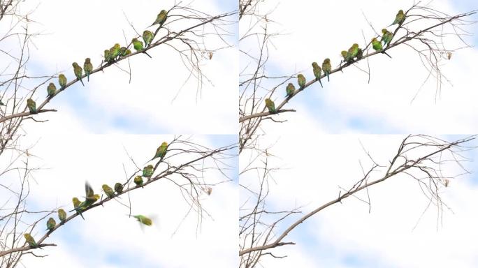 redbank waterhole树上的鹦鹉群的高帧率剪辑