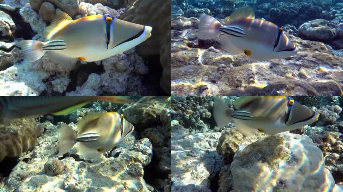 毕加索金鱼鱼 (Rhinecanthus aculeatus)，珊瑚鱼在珊瑚的reef.4k视频剪辑