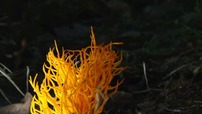 爱沙尼亚的冬虫夏草真菌的黄色细茎