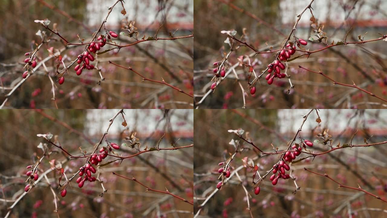 小檗在树枝上摇曳在风中慢动作，美丽的红莓