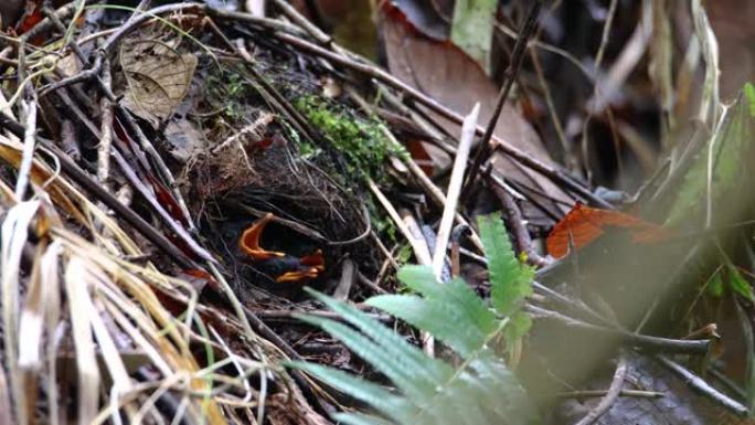 带帽的皮塔 (Pitta) 用蠕虫喂养婴儿，并准备在下一分钟离开土墩巢。母鸟和婴儿鸟。