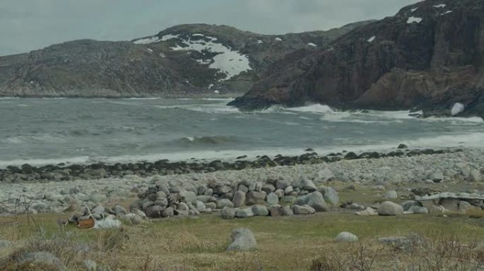 海浪在巴伦支海的岸边撞击。