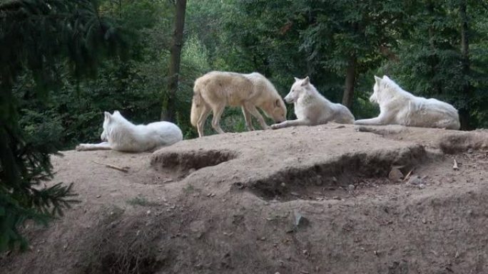 北极狼 (Canis lupus arctos)，又称白狼或极地狼