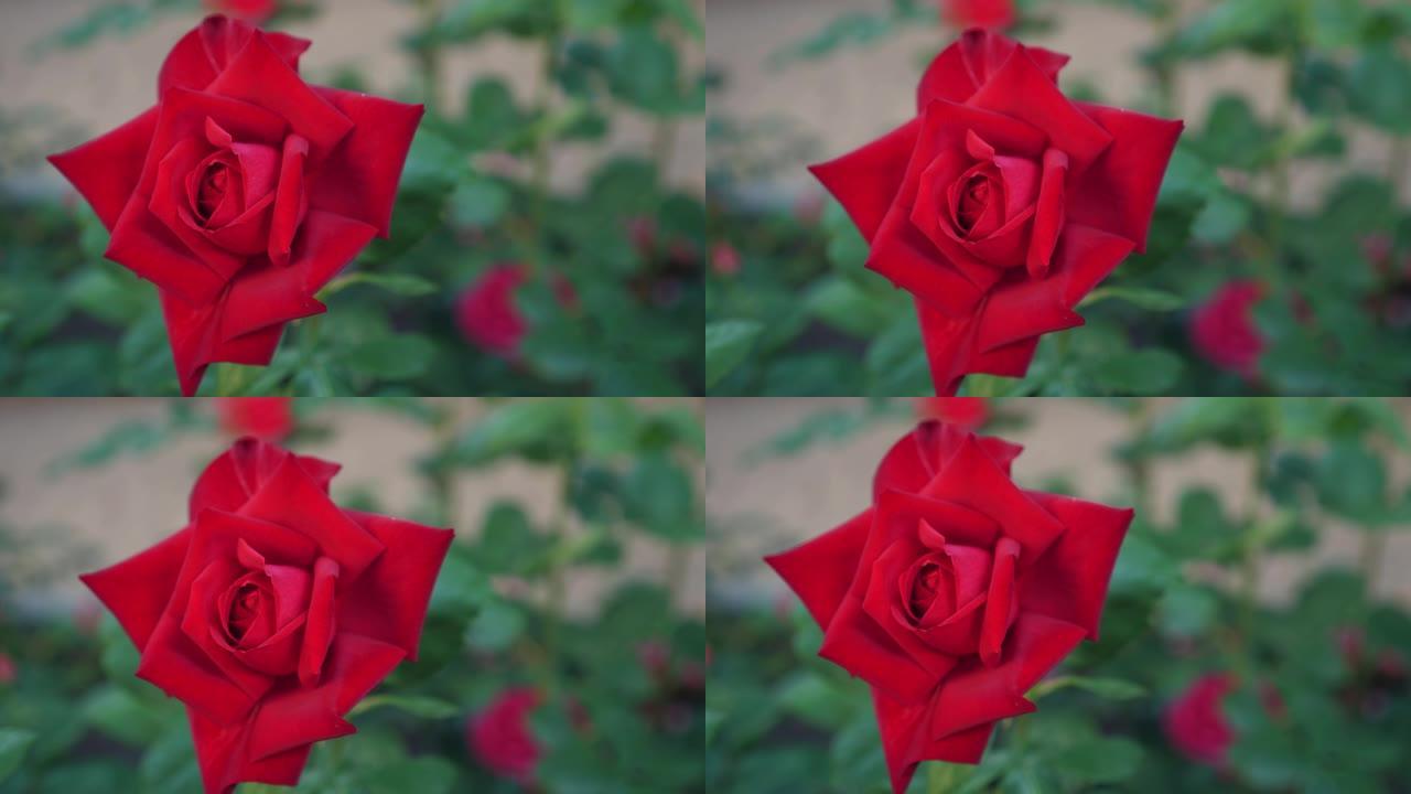 花园里长着红玫瑰