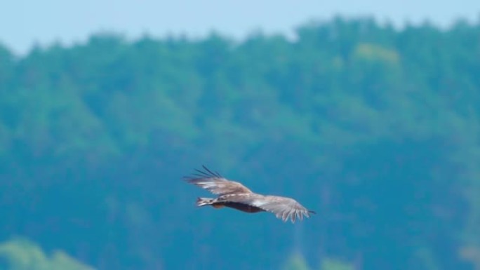 鸟-白尾海鹰 (Haliaeetus albicilla) 在阳光明媚的秋天飞行。