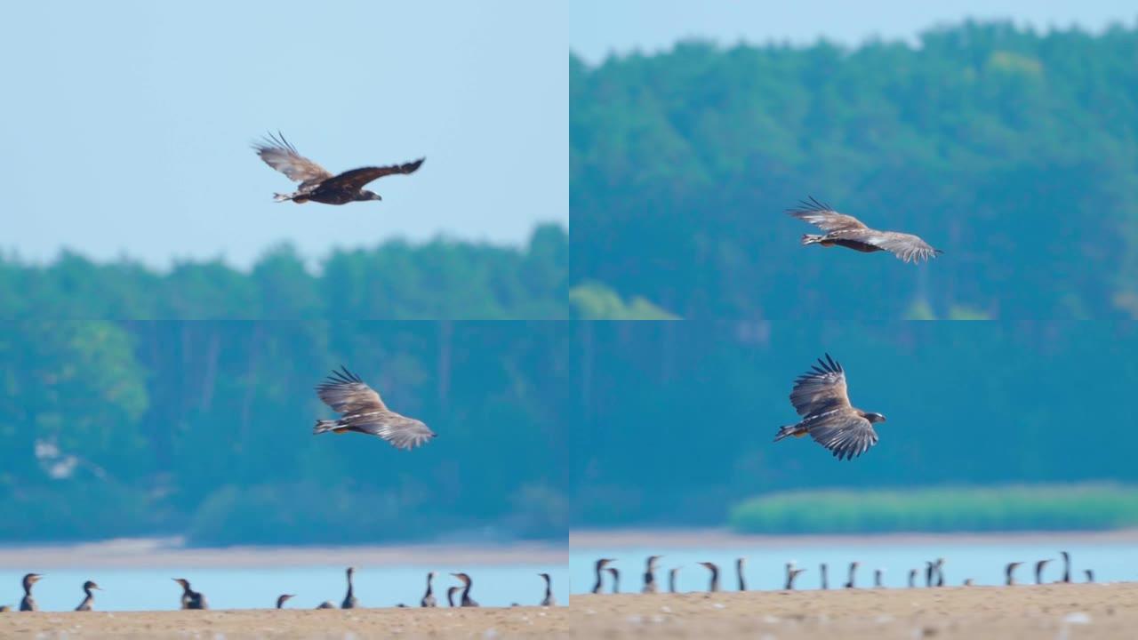 鸟-白尾海鹰 (Haliaeetus albicilla) 在阳光明媚的秋天飞行。