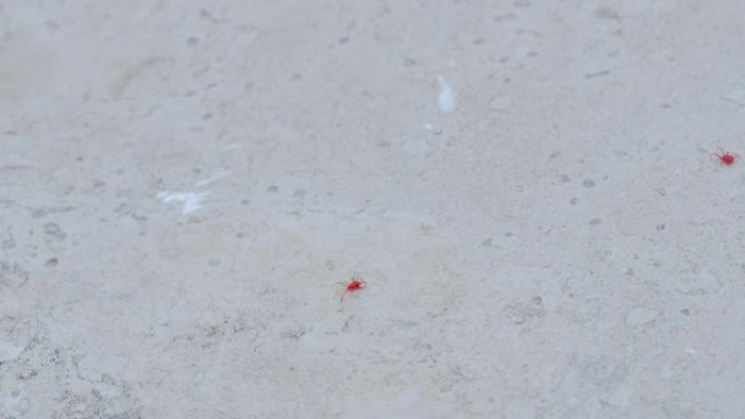 长腿的红蜘蛛螨。当太阳温暖土壤时，它会在春天醒来