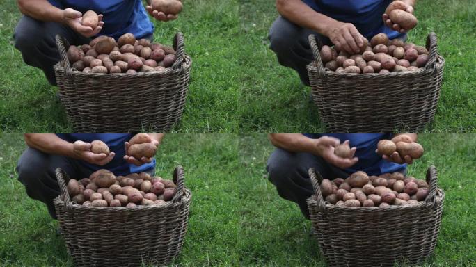 人们整理土豆。在花园里收获土豆。土豆篮子。家庭园艺