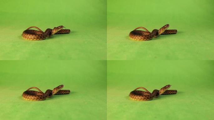 蛇在绿色背景上伸出舌头。
水蛇是一种欧亚无毒蛇，属于科鲁布里科，也称为骰子蛇。
爬行动物被隔离。
野