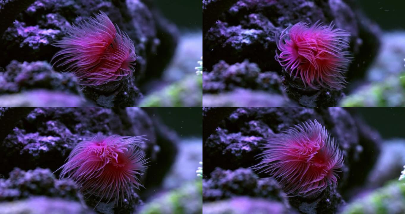 红虫Protula tubularia。管状海洋蠕虫。