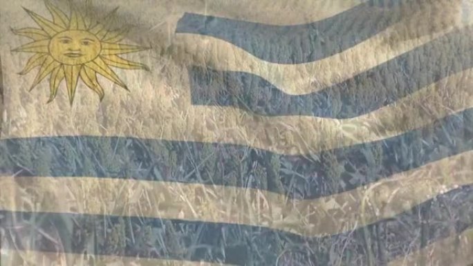 乌拉圭国旗吹过麦田的动画