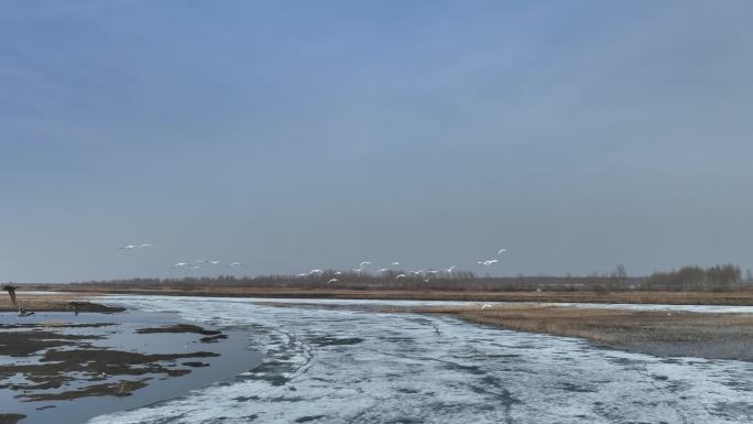 湿地天鹅