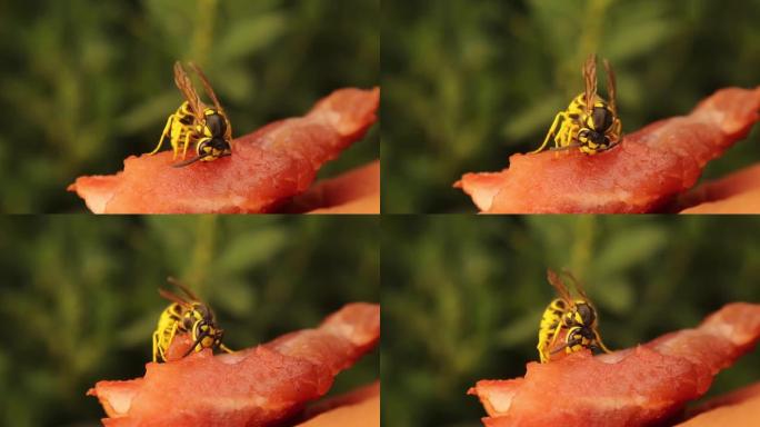 异国兽医证明黄蜂对人类没有危险。
他拿着一块肉来吸引欧洲黄黄蜂。
黄蜂刺刺只是为了捍卫自己和王国。
