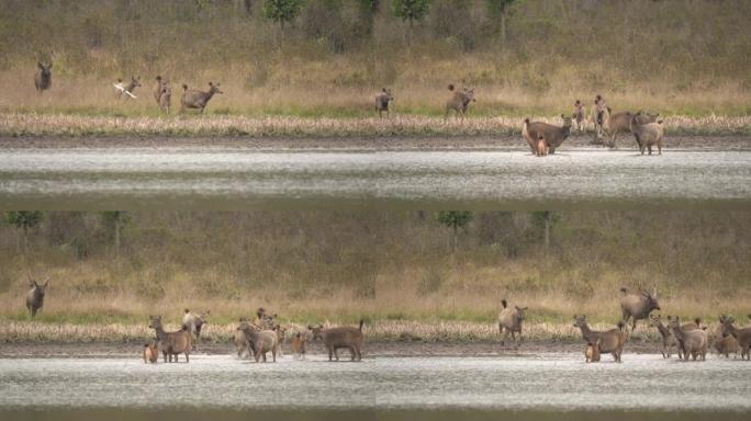 场景群鹿在湖中行走，野生动物的场景
