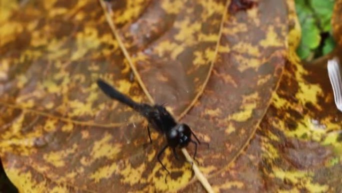 叶子上的黑蜻蜓。野外的蜻蜓。自然界中的昆虫。