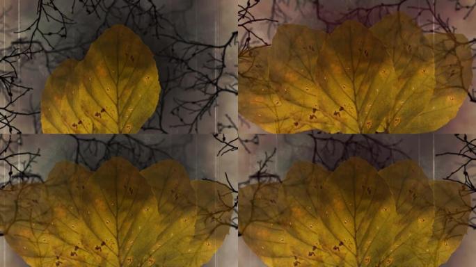 灰色背景上带有复制空间的秋叶数字动画
