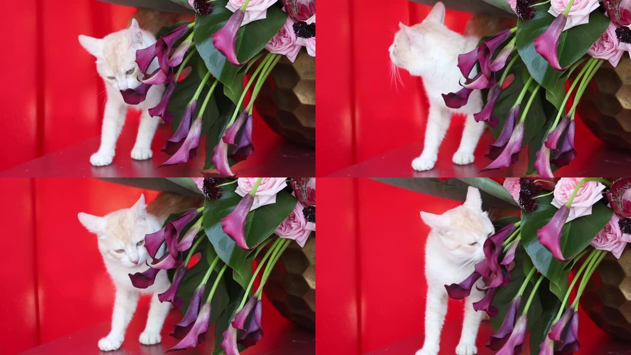 一只白猫嗅着一束鲜花