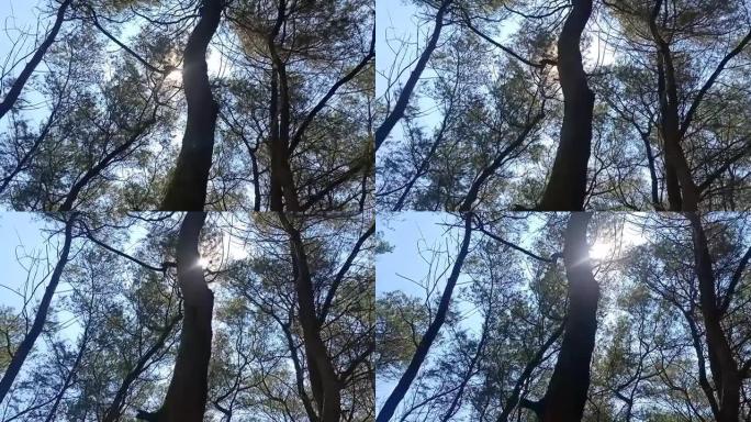 全景视频从视图底部的松树摄像机旋转90度