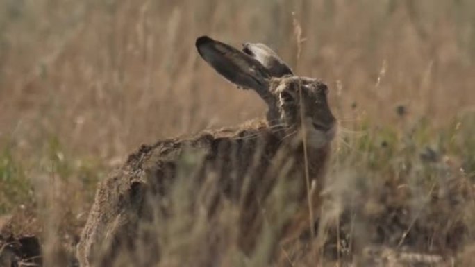 欧洲野兔 (Lepus europaeus)，又称褐兔，俄罗斯