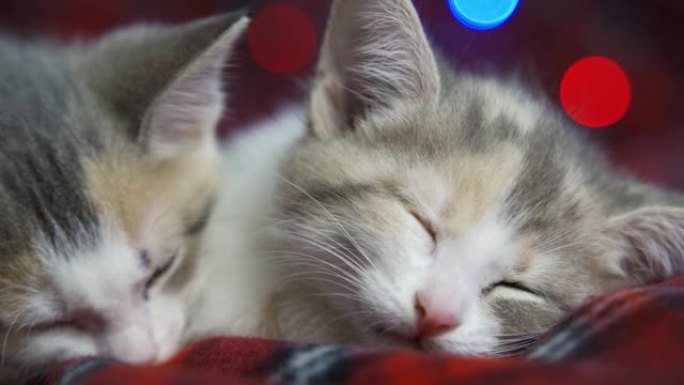 两只小猫睡在舒适的红色毯子上，五颜六色的灯光在它们身后闪烁。除夕，宠物和假期。很多乐趣和快乐。