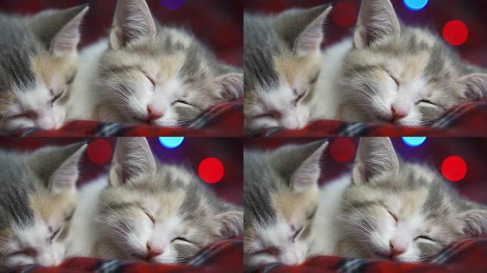 两只小猫睡在舒适的红色毯子上，五颜六色的灯光在它们身后闪烁。除夕，宠物和假期。很多乐趣和快乐。